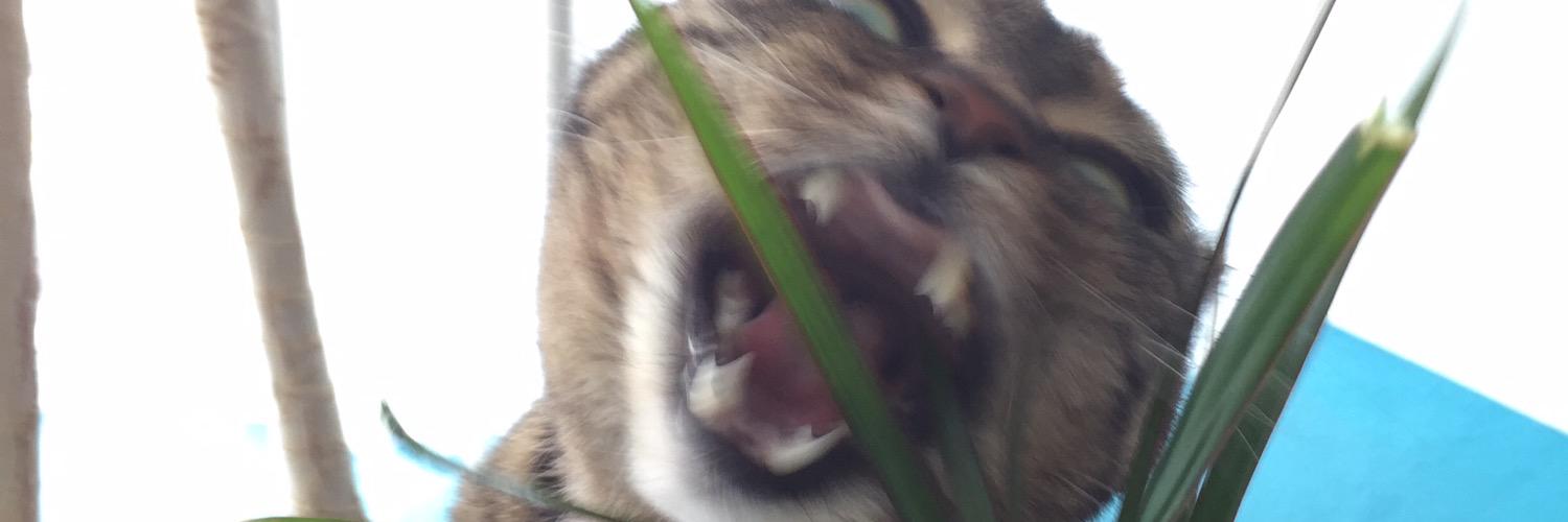 Maarsibil's profile banner image