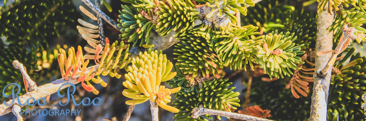 Crystal Baggs banner