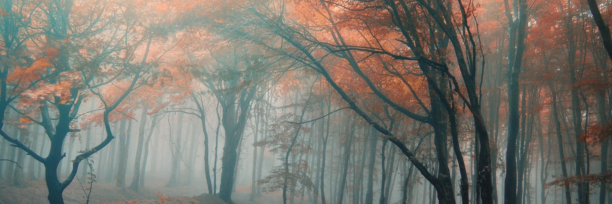 Massimo Sirolla banner