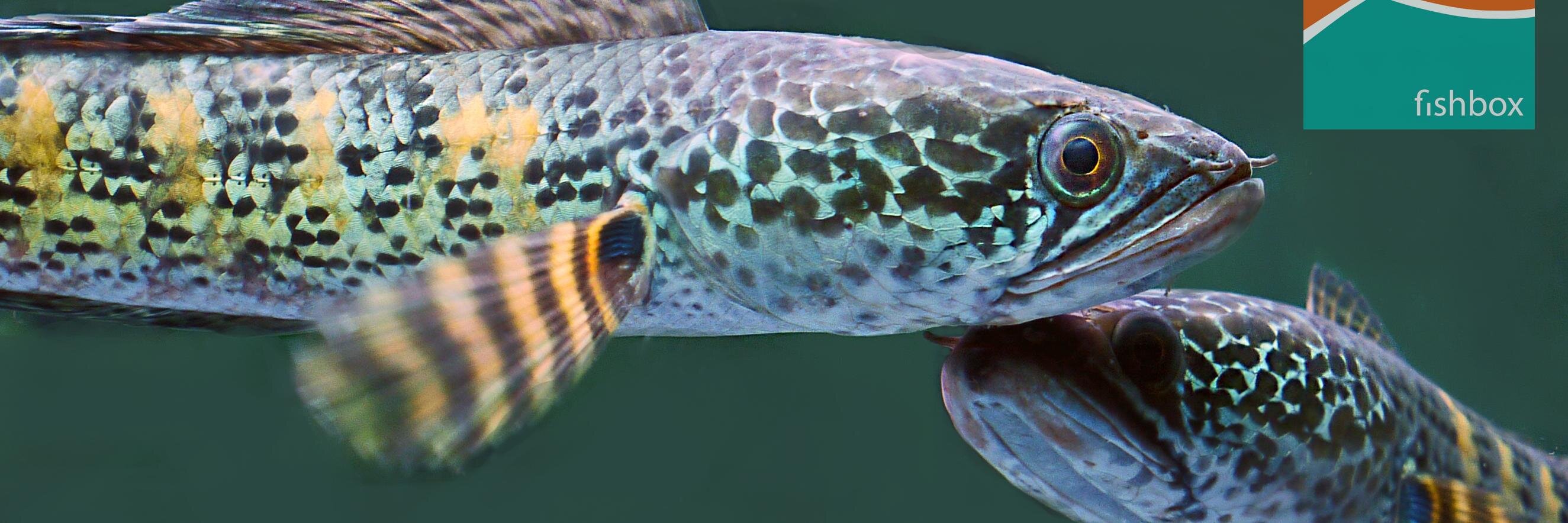 fishbox_si's profile banner image