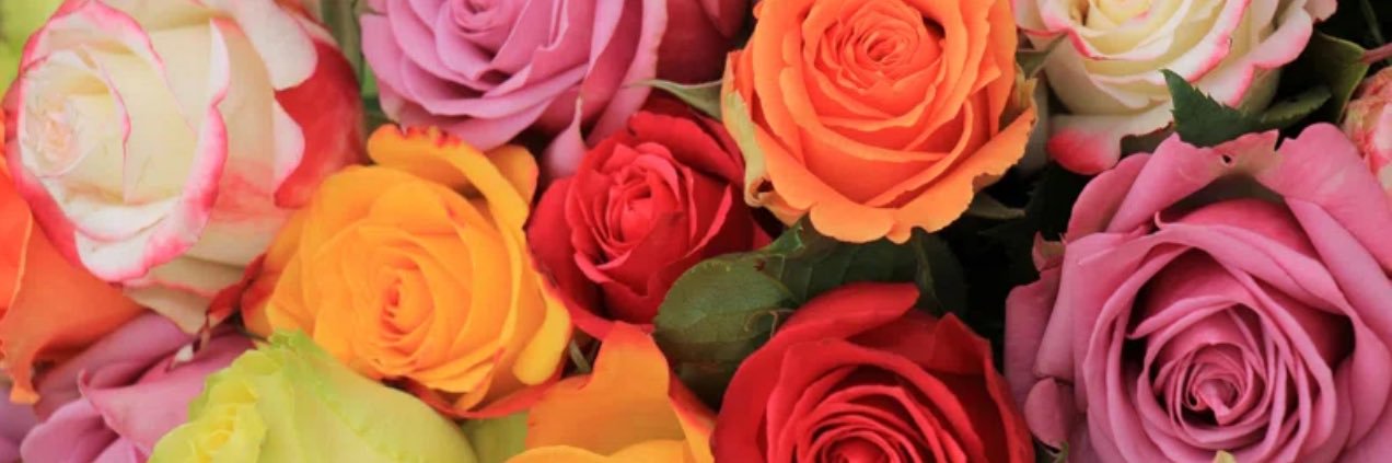 Donna Rodriguez{⭐️} banner