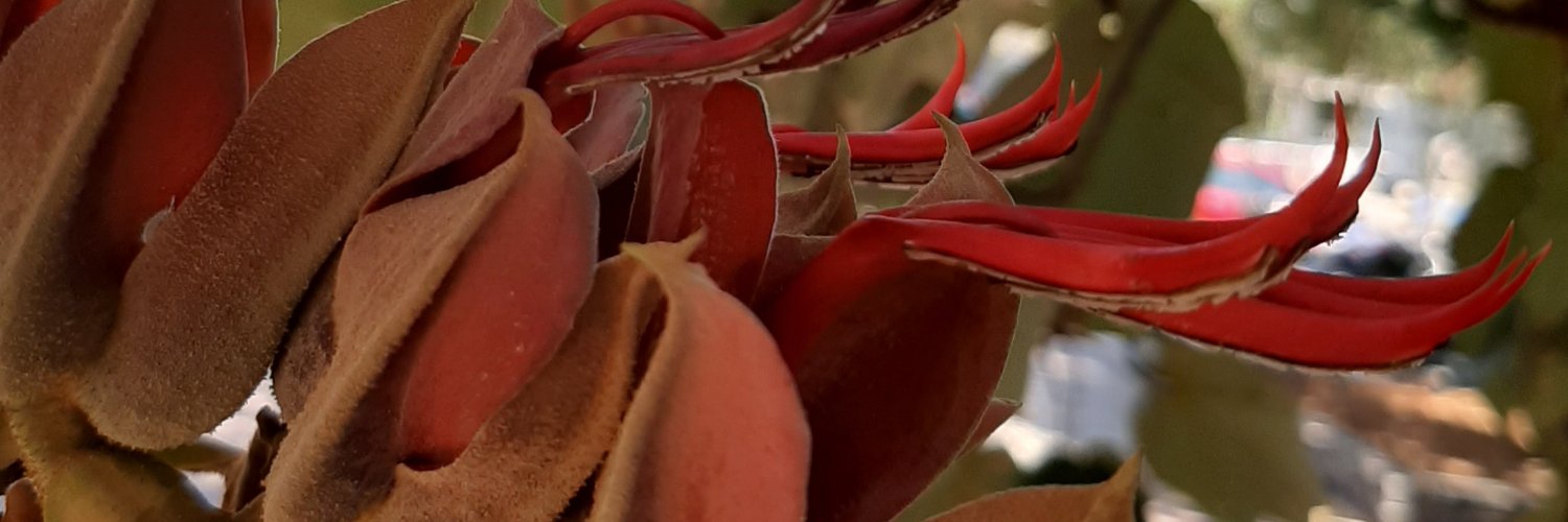 Sociedad Botánica de México banner