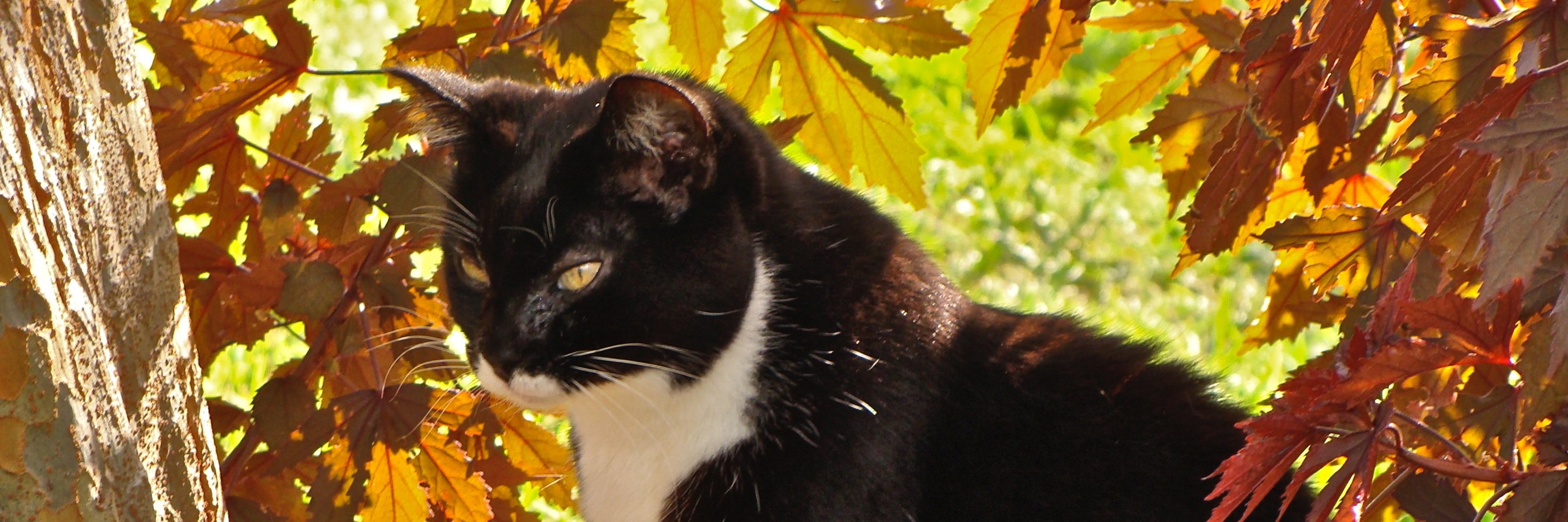 Incabean's profile banner image