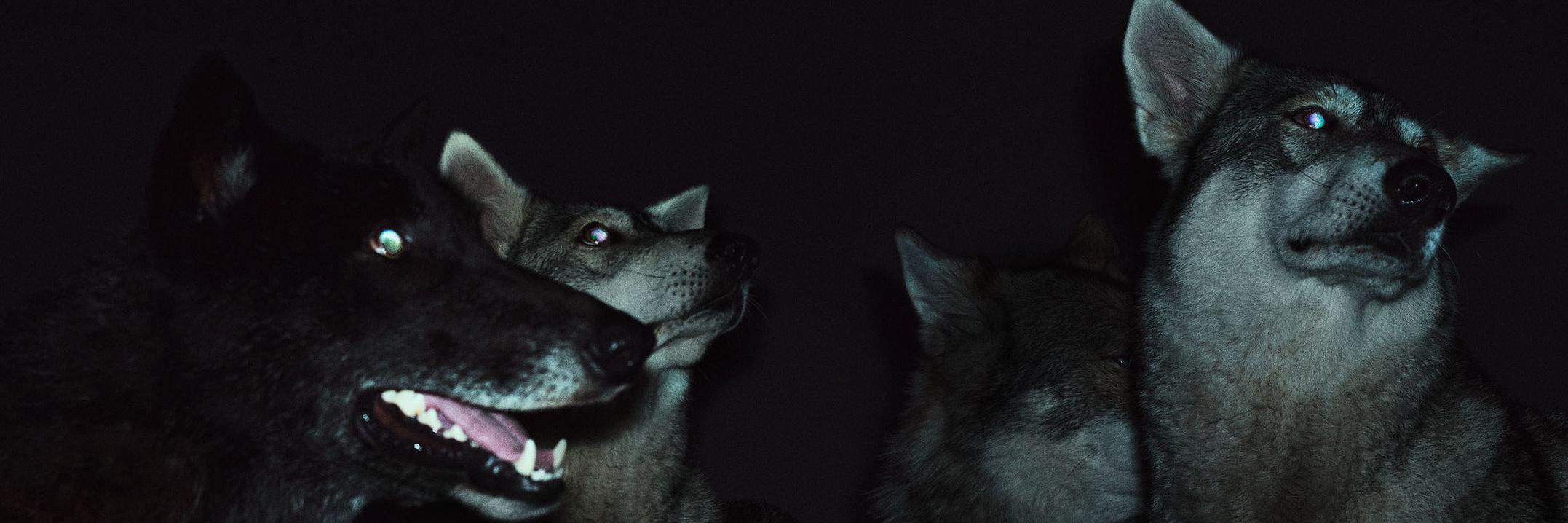 Pedro 🧨 banner