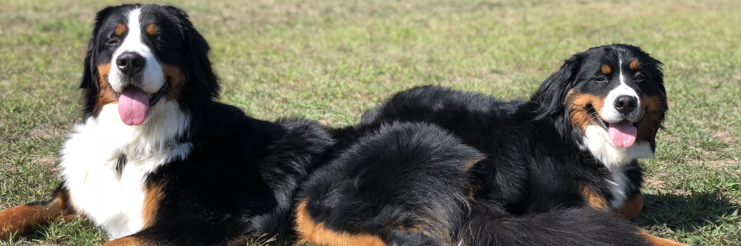 DBK_xo7's profile banner image