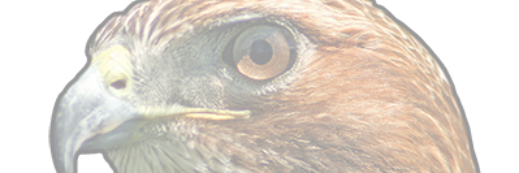 HawkArchives's profile banner image