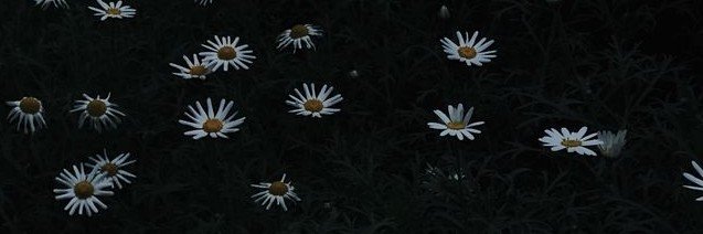 RezeAckerman's profile banner image