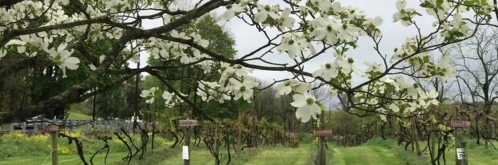 4sisterswine's profile banner image