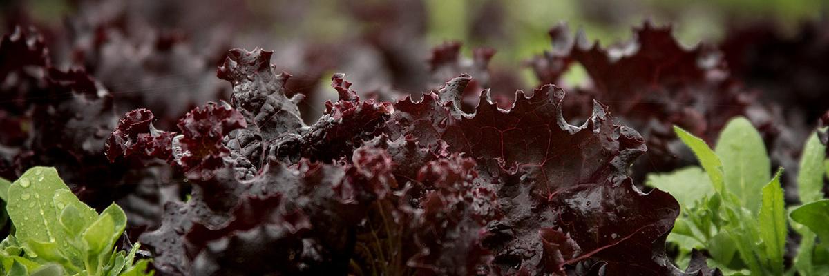 Denise Breyley banner