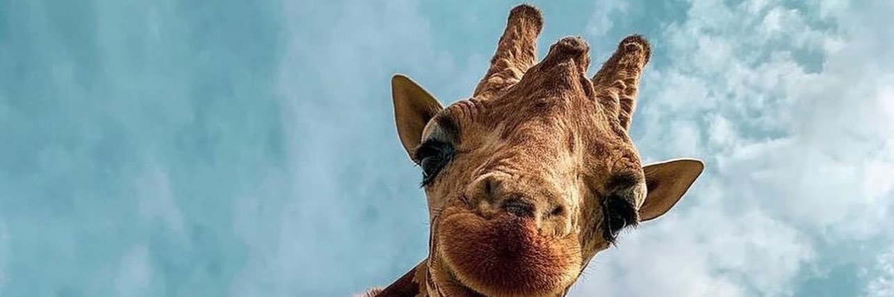 marsellaflr's profile banner image
