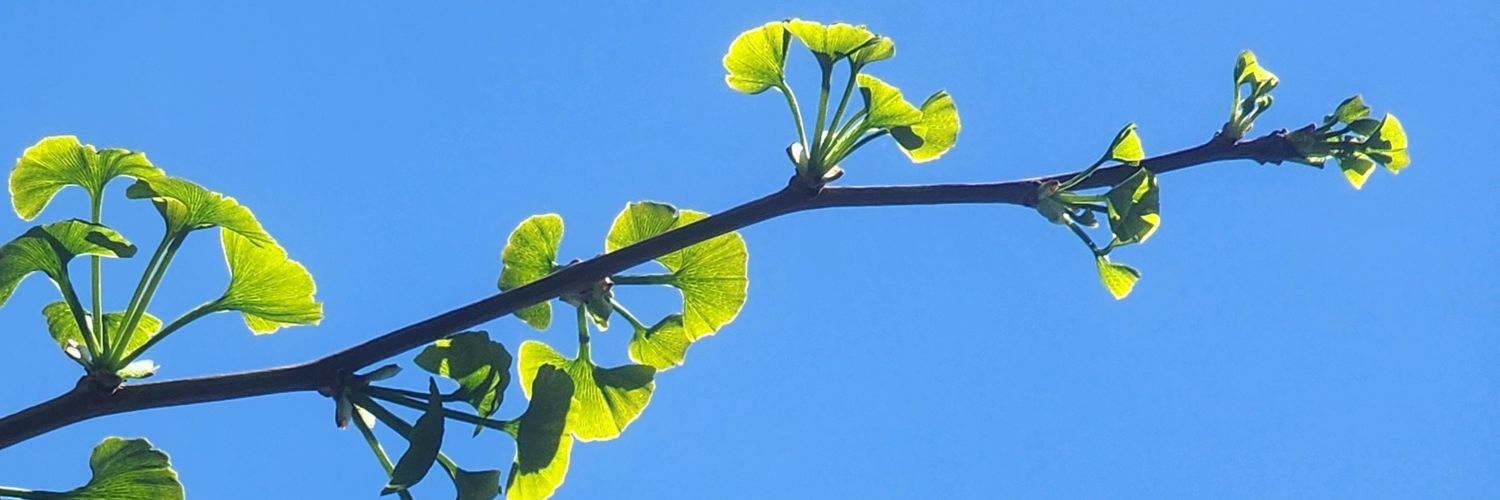 قلم فرانسه banner