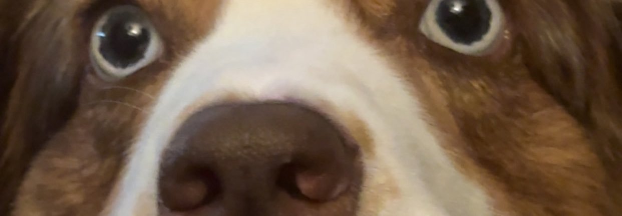 BrolicBitcoins's profile banner image