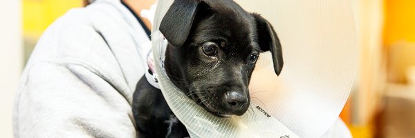 PawsInNeedBA Profile Banner