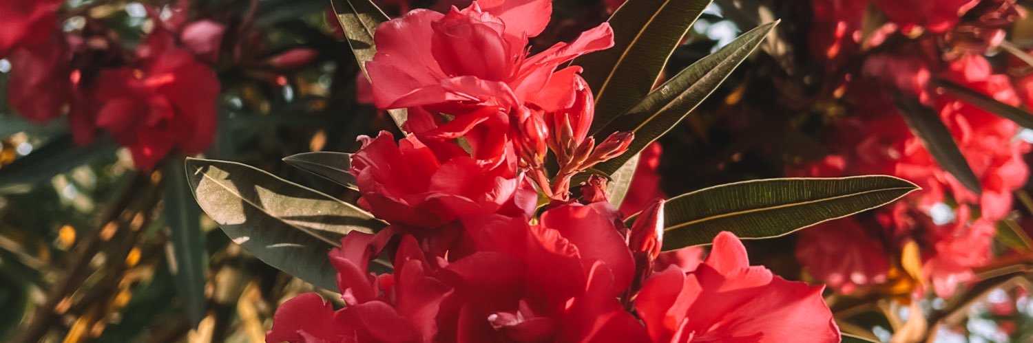 agusmaccor's profile banner image