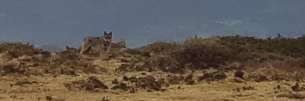 Marcoslrua Profile Banner