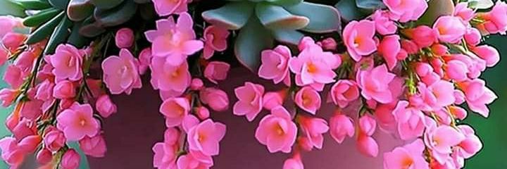 simge_demir_'s profile banner image