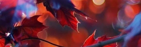 xdreamfaex's profile banner image