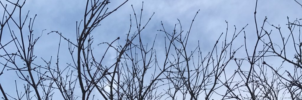 Belinda Davie banner