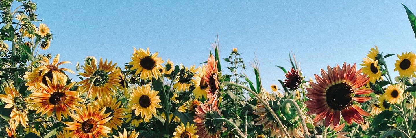 thujams's profile banner image