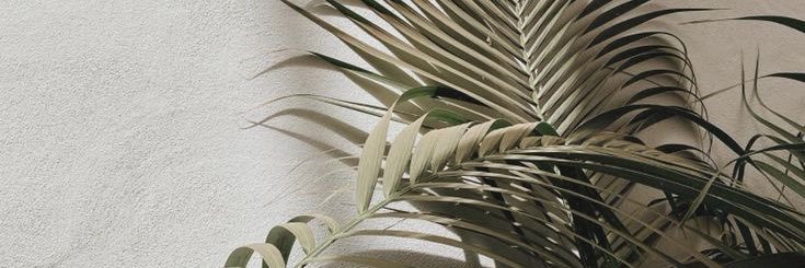 carolinabubble's profile banner image