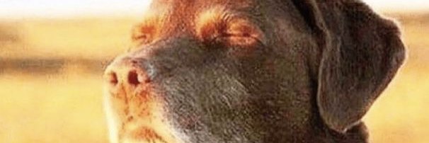 TuhK🐙⚔️ banner