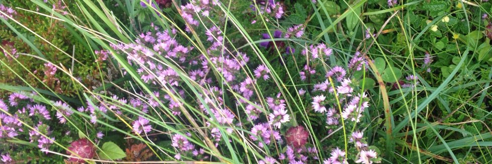 Maria Corbett banner