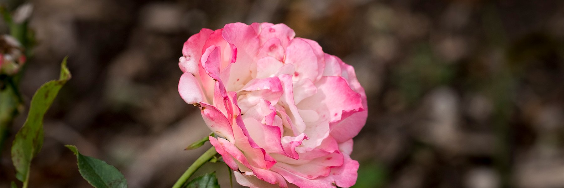 Corinne711's profile banner image