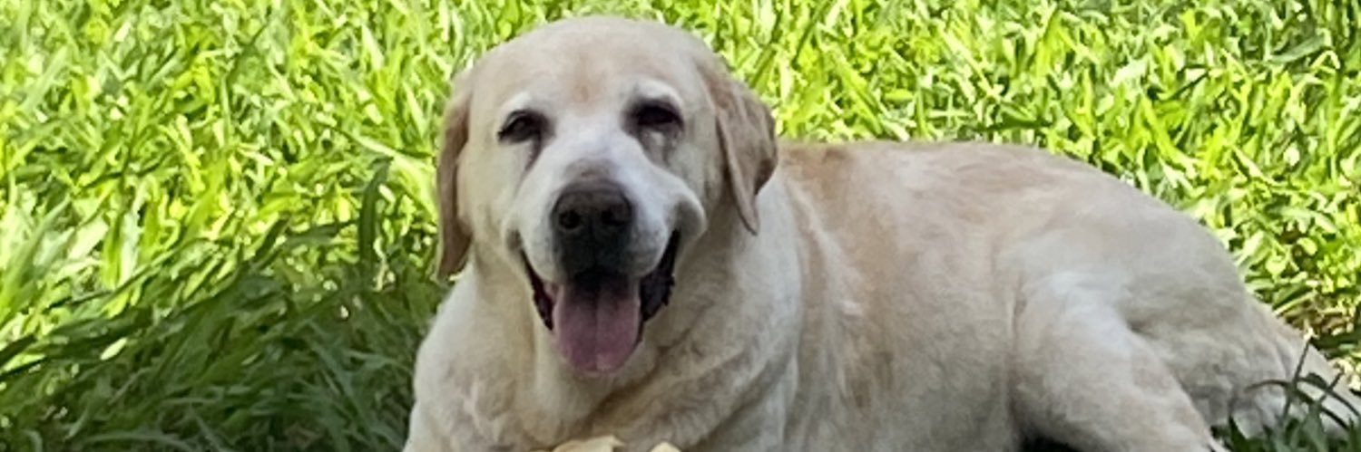 nachoabraham's profile banner image