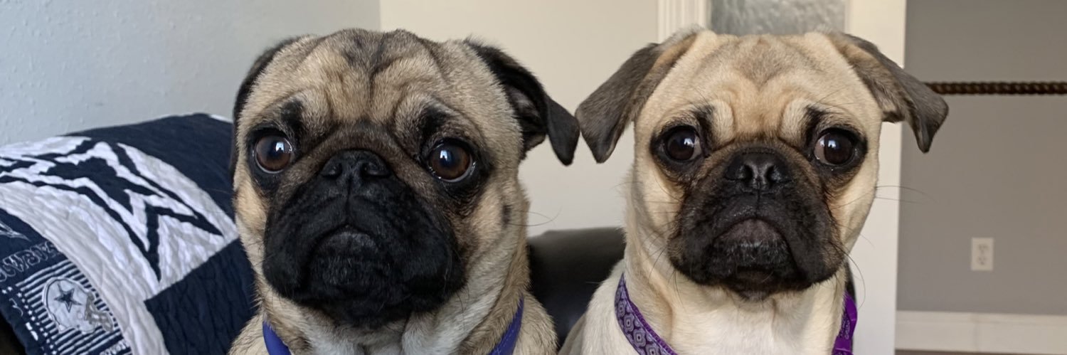 dogspokergame's profile banner image