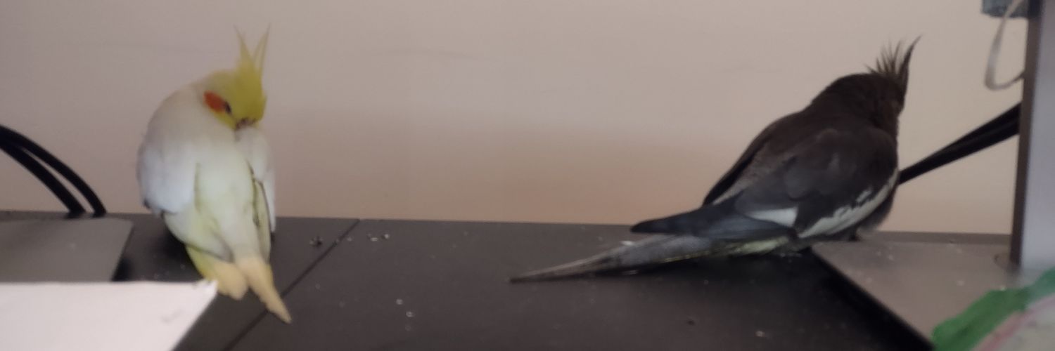 Behrooz Dx 🐋's banner
