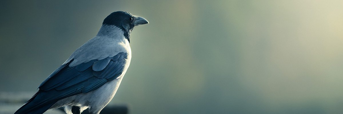 Flickr Wildlife banner