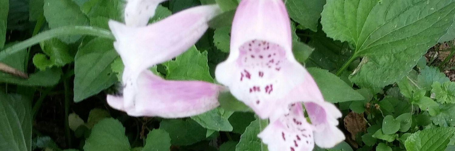 cherylboyd42's profile banner image
