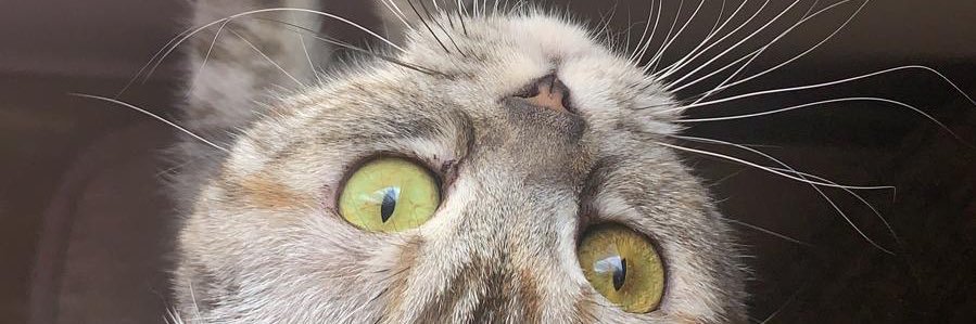 ibalrubah's profile banner image