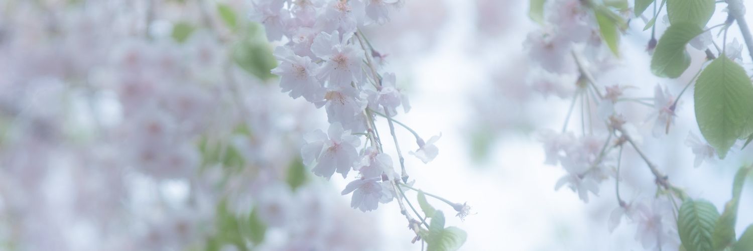🌸_𝕙𝕚𝕠𝕟 banner