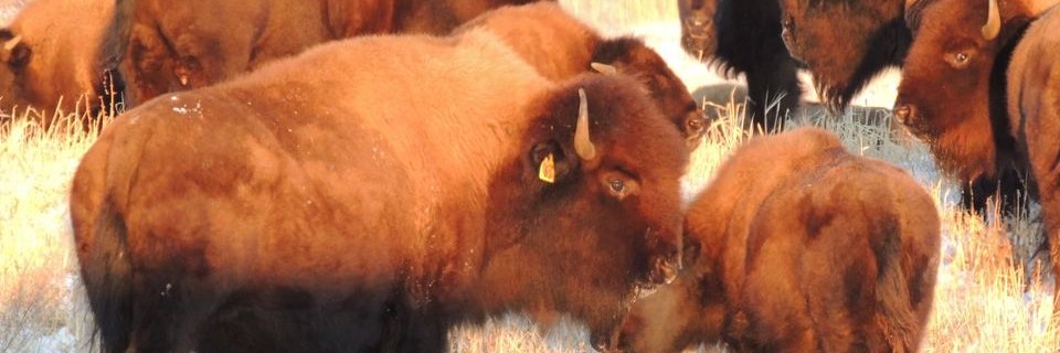 YR Bison Ranch 🧢 banner