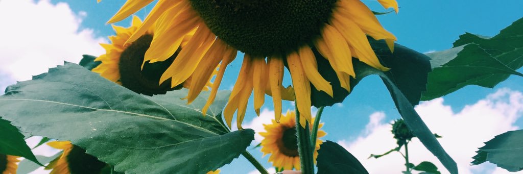 ccarolineokeefe's profile banner image