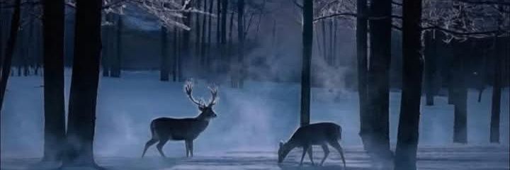 ynilar's profile banner image