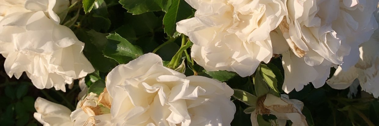 loloSaunders's profile banner image