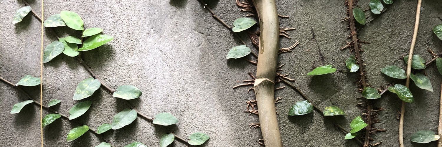 Sean Catangui banner