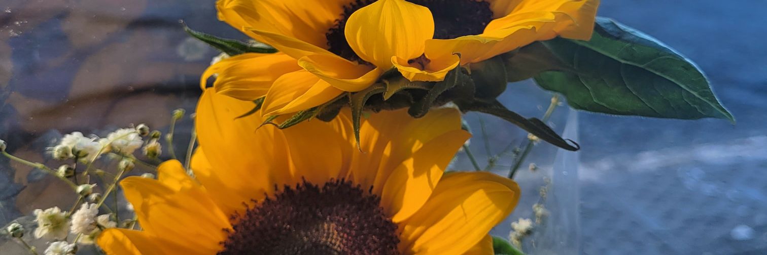 Melkurows's profile banner image