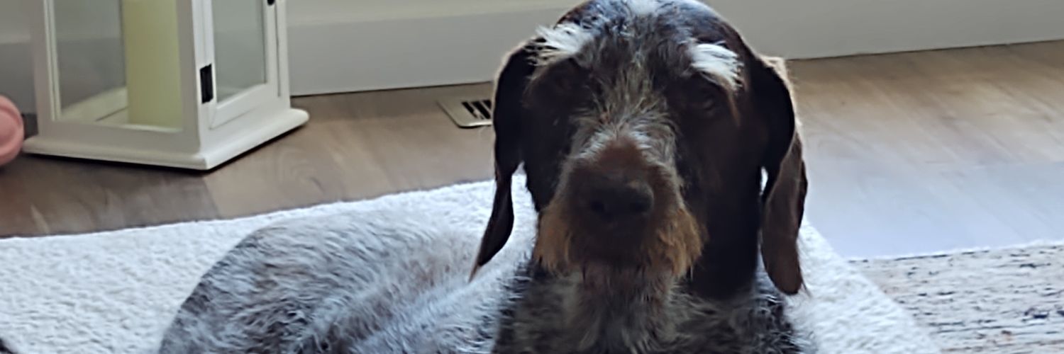 tjpeel1's profile banner image