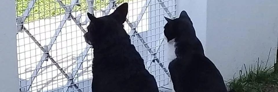 Vivimast's profile banner image