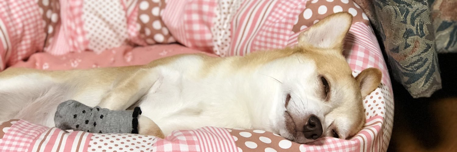 オジワンのココアです@スムースチワワ柴犬じゃないよ banner