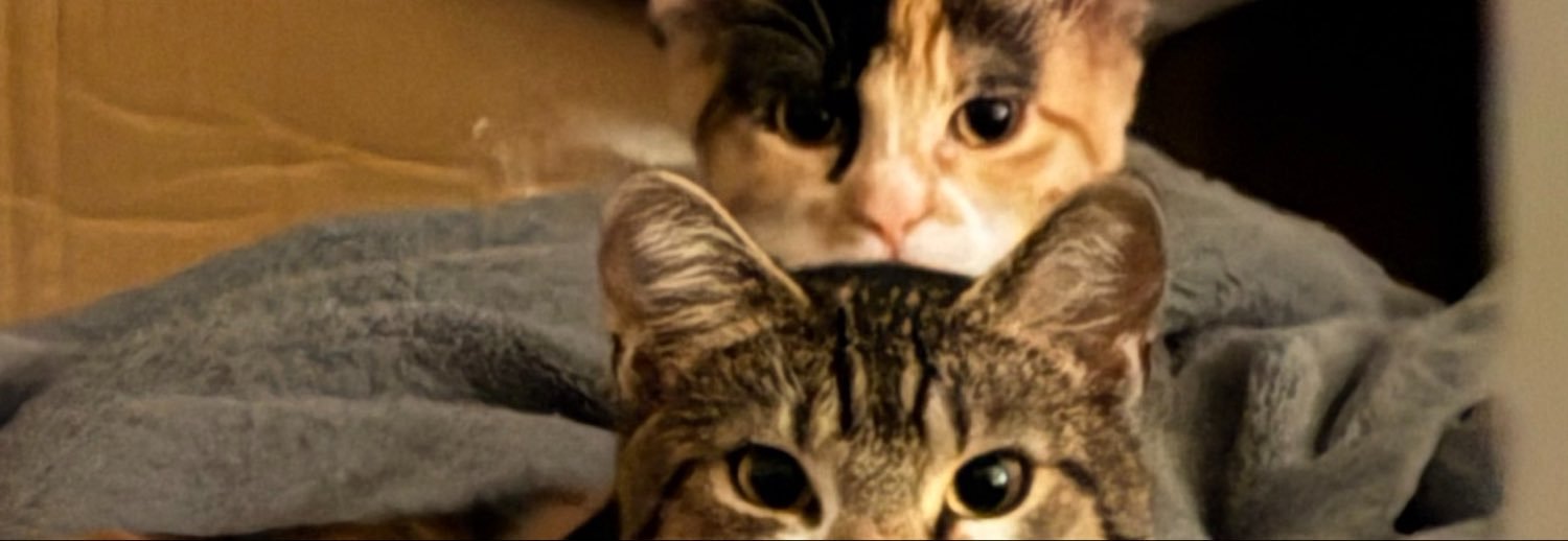 nickbastro's profile banner image