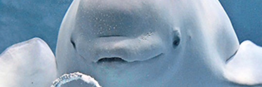 ベルーガ banner