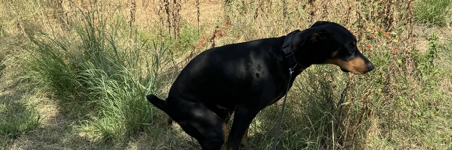 beansnriceeee's profile banner image