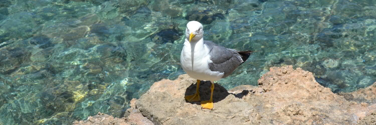 Tor-Björn Fjellner banner