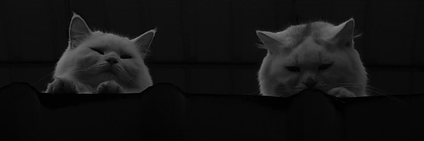 dimsstt's profile banner image