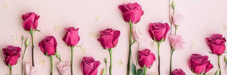 aleashashadid's profile banner image