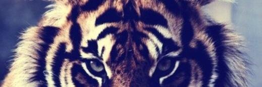 Cayt Mack banner